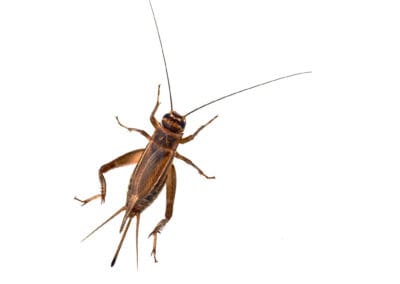 One-Cricket-against-white-background