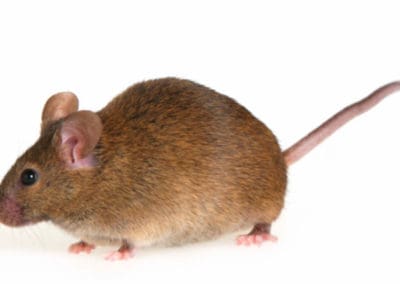 Mouse-against-white-background