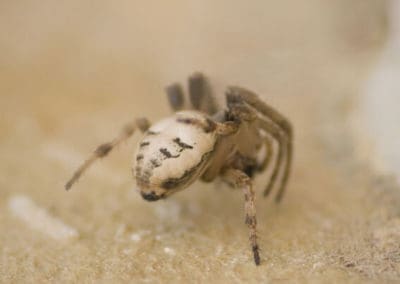 Butt-of-Spider