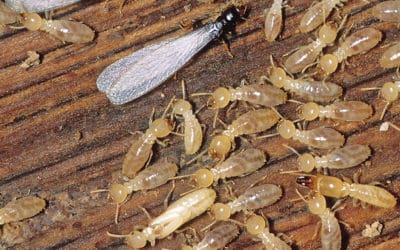 Pest Problems Most Common in Northern Virginia in Spring