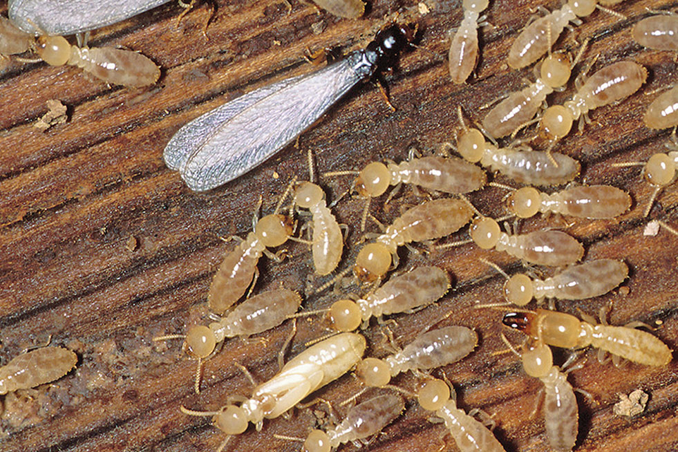 Termites