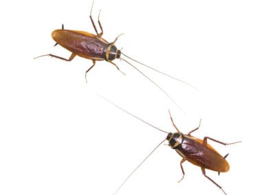 two-cockroaches-against-white-background