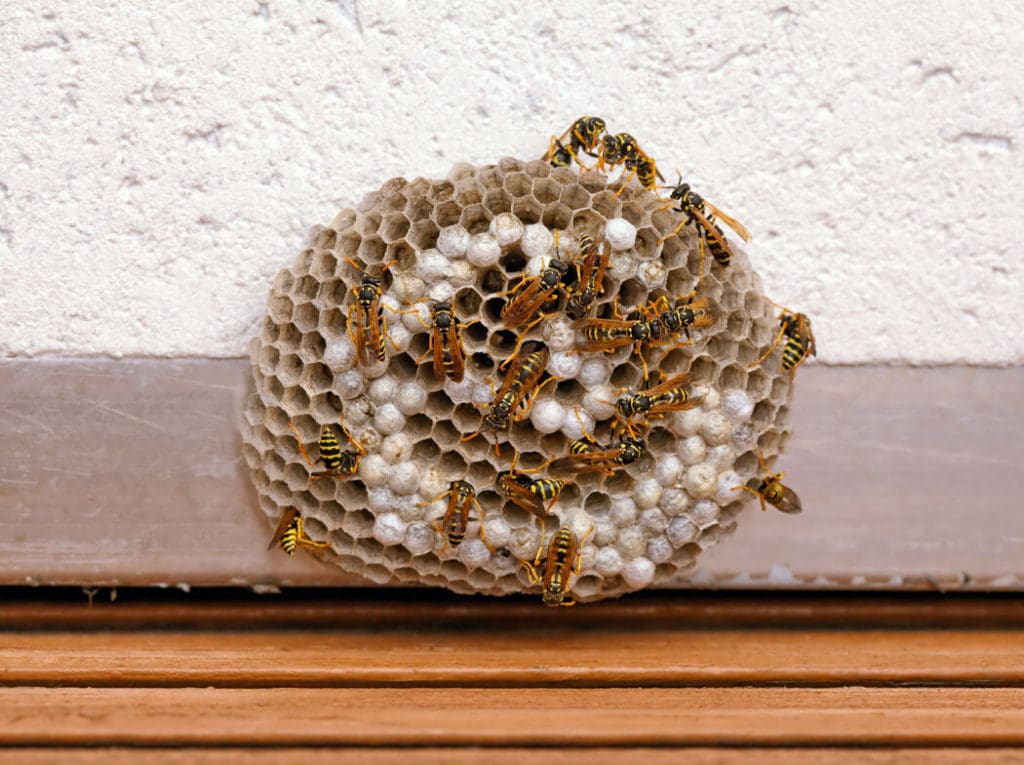 Wasp Nest