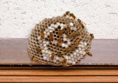 Colony-of-Wasps-on-Wasp-Nest