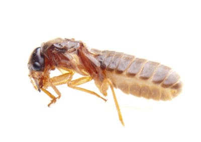 one-Termite-against-white-background