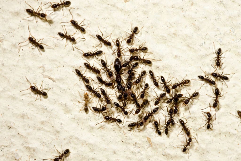 ant infestation