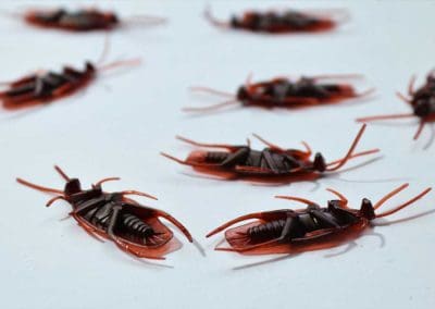 several-cockroaches-lying-on-backs-on-white-surface