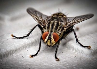 Close-up-of-a-fly-on-white-surface