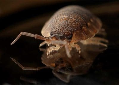 close-up-of-bedbug-on-mirrored-surface