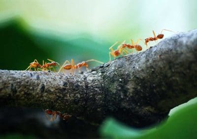 Several-ants-walking-on-branch