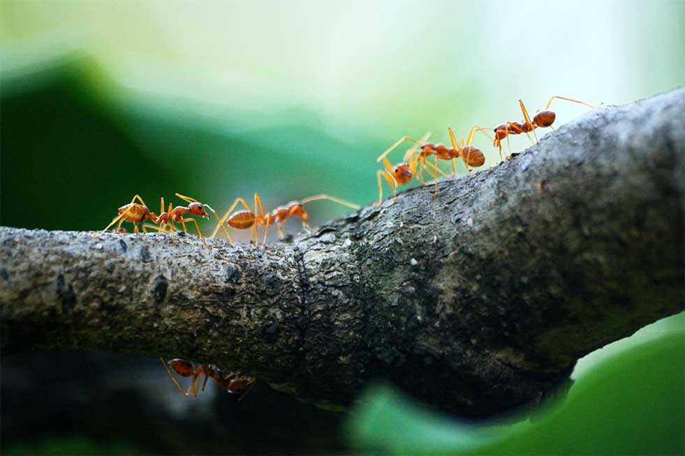 ants on wood