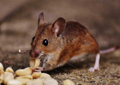 Non-cartoon-Mouse-eating-peanuts