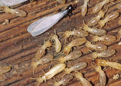 infestation-of-translucent-termites-on-plank-of-wood