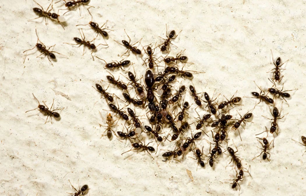 infestation-of-ants-on-sand