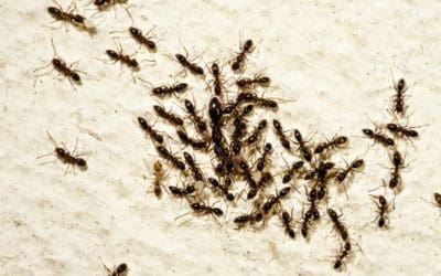 Ant Control Northern Virginia: Identify & Eliminate Ant Infestations