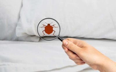 The Consumer Checkbook Advantage: Finding a Reliable and Affordable Pest Control Service
