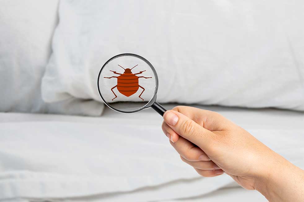 Magnifying-Glass-With-Icon-Of-Beetle-On-Glass-Being-Held-Up