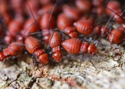 A-Bunch-Of-Red-Colored-Termites-On-Wood