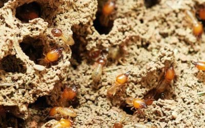 Fast WDI Inspection Northern Virginia: What Realtors Need to Know