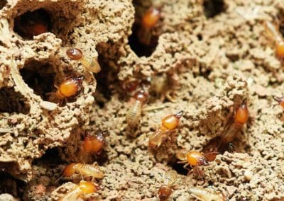 Infestation-of-translucent-termites