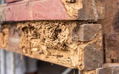 How Poor Yard Drainage Leads to Pest Problems