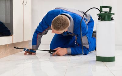 Quarterly Pest Control Services: What’s the Benefit for Your Northern Virginia Home?