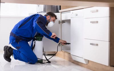 How Often Should Pest Control Be Done?