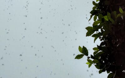 How Does Heavy Rain in Northern Virginia Affect Pest Activity Inside My Home?