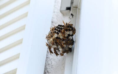 Dealing with Wasp or Hornet Nests Near Your NoVA Home: Safety First!