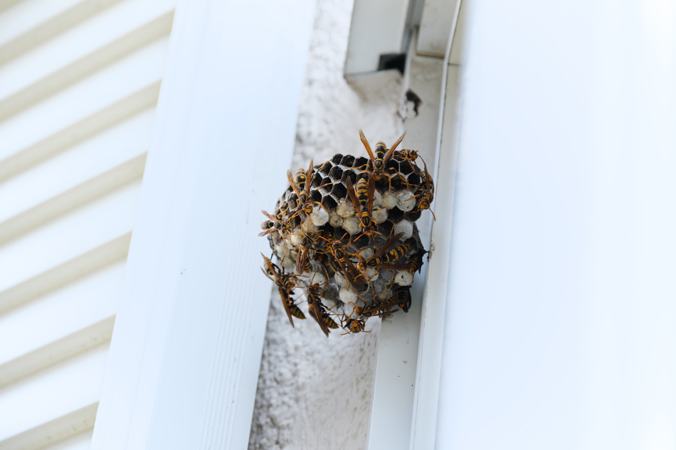 Wasp nest teeming with wasps.