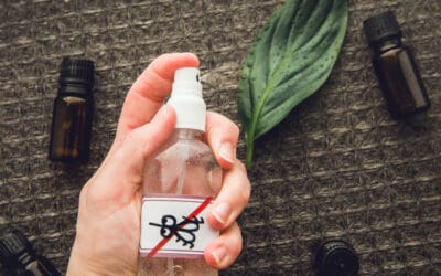 DIY Pest Control vs. Hiring a Professional in Northern Virginia: When to Call the Experts