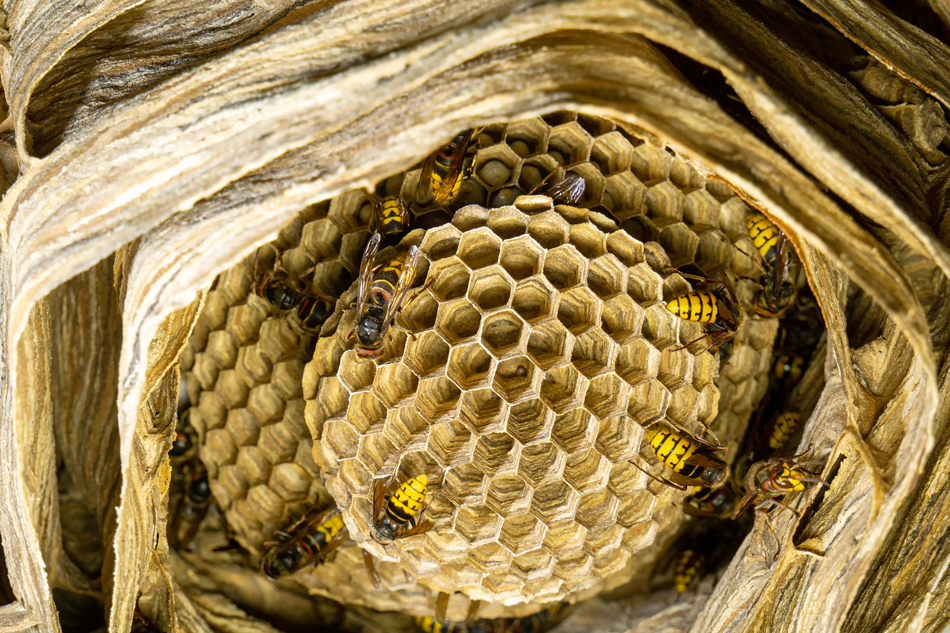 A-large-hornet's-nest-in-close-up-2177059428 A large hornet's nest in close-up. The hornet is building its nest, the view from below.
