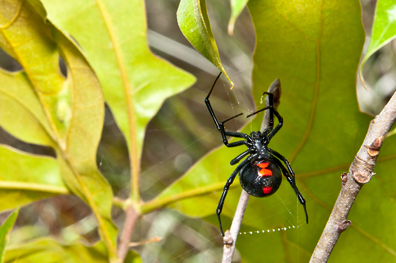 Black-Widow-Spider Black Widow spider