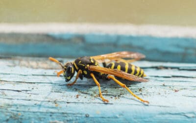 Hornets in Virginia: The Two Most Common Species & How to Identify Them