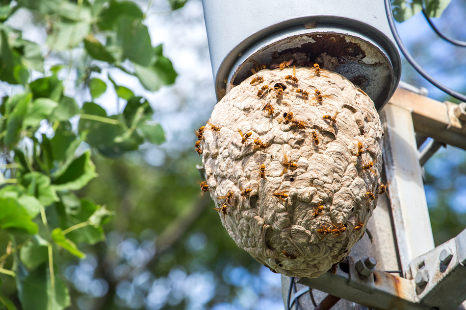 Low-Angle-View-Of-Hornets-On-Nest-2163751763 Low Angle View Of Hornets On Nest