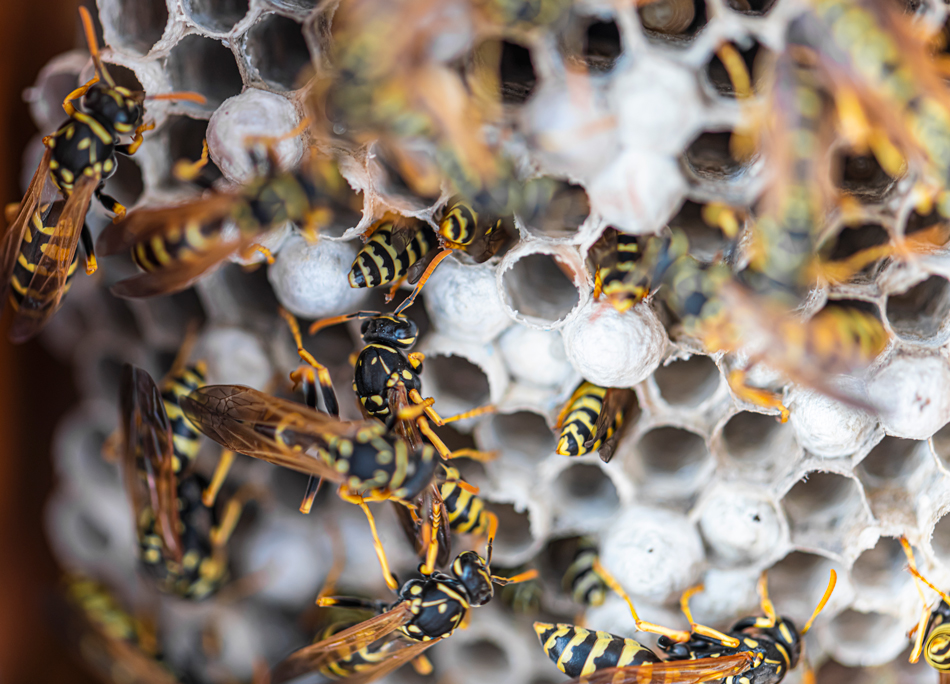 Open-wasp-nest-close-up-1433433730 Open wasp nest close up