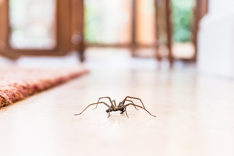 Spider Spider walking across a floor in a home