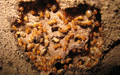 Termite Identification and Prevention in Northern Virginia: Protect Your Home