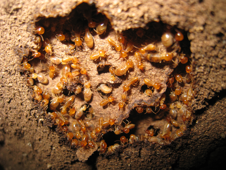 Termites in a nest