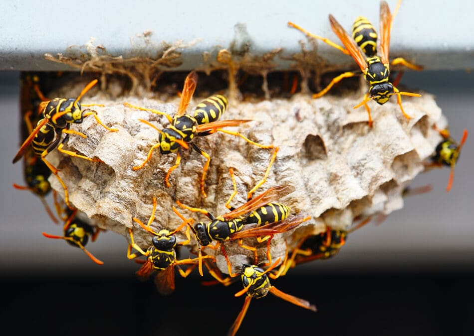A macro of a small nest of wasp.