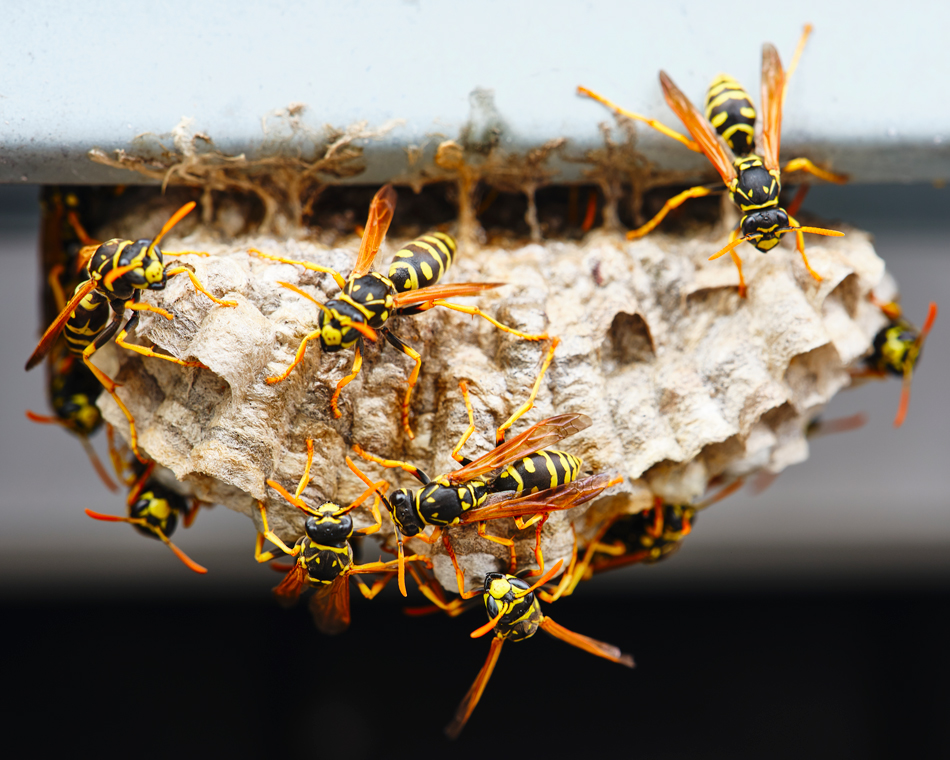 Wasp-Nes-1164595084 A macro of a small nest of wasp.