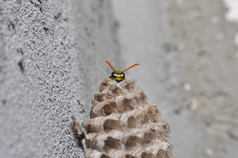 Wasp-on-honeycomb-887186854 Wasp get out from honeycombs