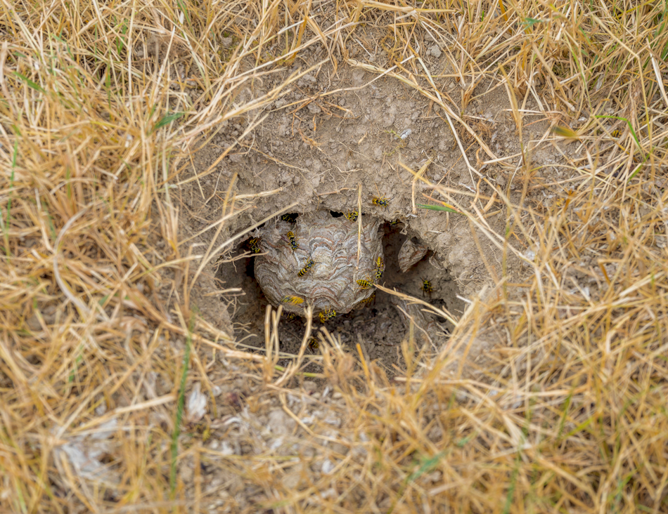 Wasps-nest-1439990981 Hole in the ground including wasps and nest