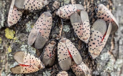 Spotted Lanternfly in Fairfax County: How to Identify, Control, and Protect Your Trees