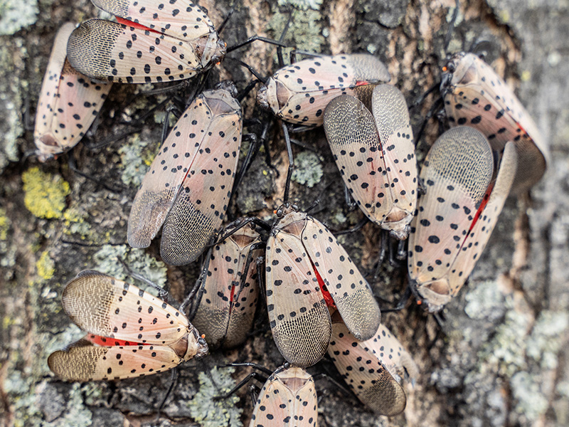 Swarm of spotted lanternflies
