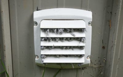 Why You See Yellow Jackets in Basement Near Dryer Vents