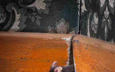 Why Do I Have Mice in a Clean House? The Truth About Seasonal Infestations