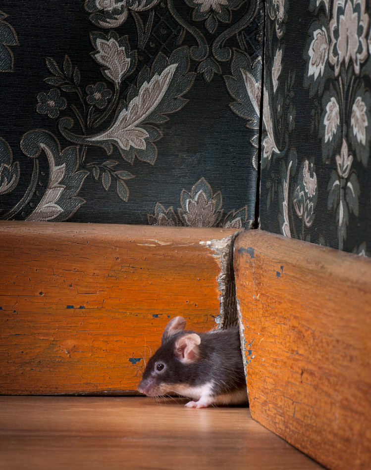 Mouse in a wall