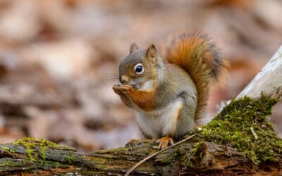 Troubleshooting “Noises in the Walls”