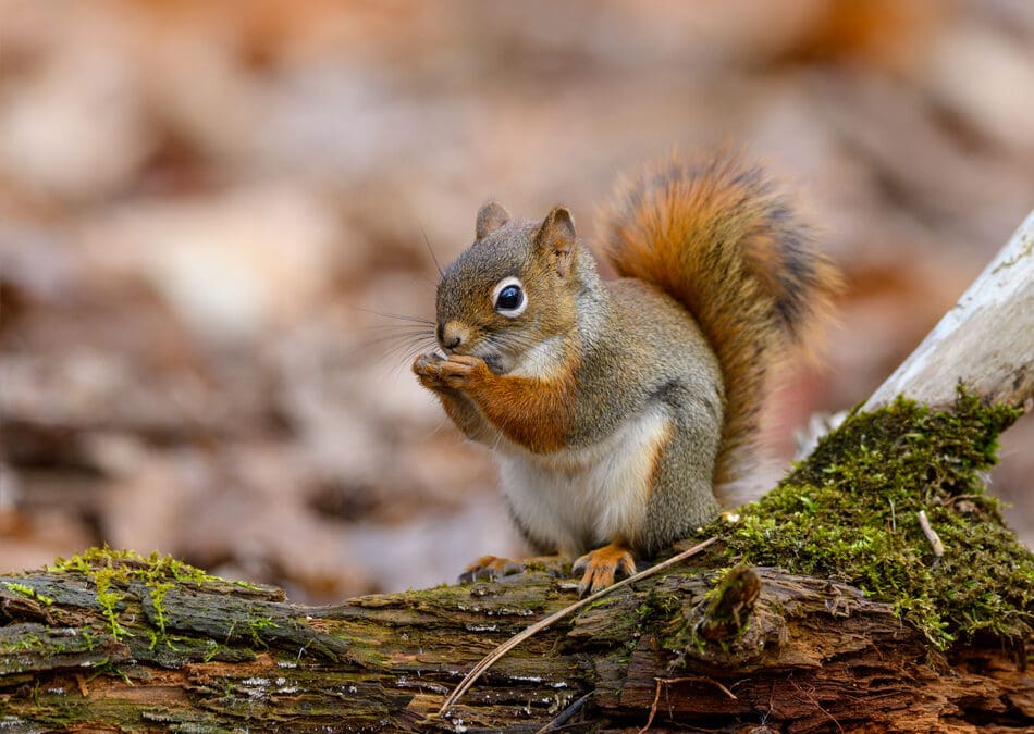 Troubleshooting “Noises in the Walls”